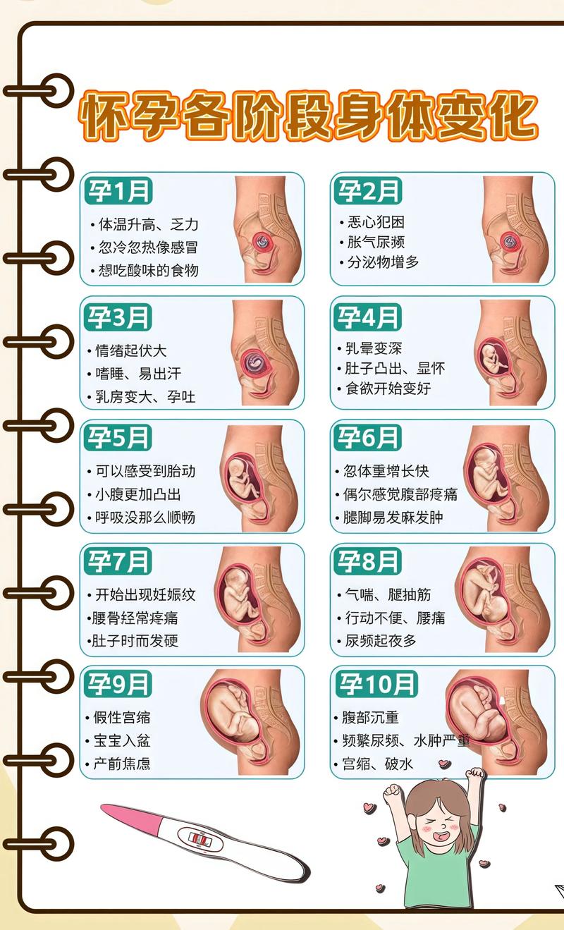 揭秘供卵代孕妈妈怀孕小腹分两节，孕期变化的奥秘怀柔代生机构: